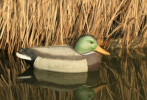 decoy duck