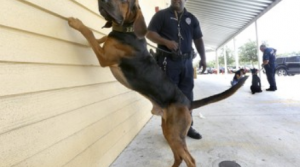 gun sniffing dog